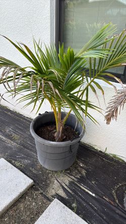 Coconut Palm Tree