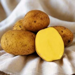 POTATOES 💯ORGANIC FOR PLANTING FROM OUR LITTLE FARM IN PUYALLUP. GET THESE RARE HARD TO FIND SEEDS