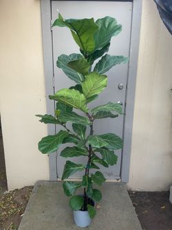 Ficus Lyrata Fiddle Leaf Fig Tree House Plant 8.5” Pot