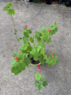 Turk's cap plant