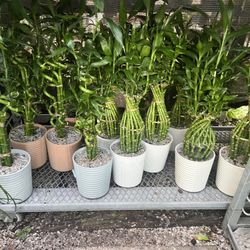 Lucky Bamboo in Ceramic Pot. SPECIAL PRICE 🤩