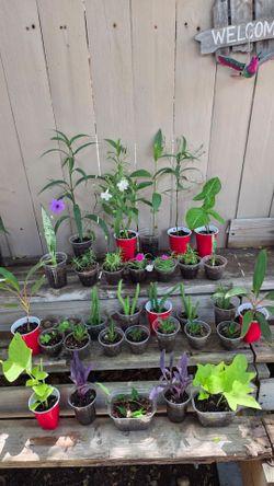 Assorted Plants  any $2 each.