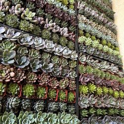 2 Inch Succulent 1.50$ Each