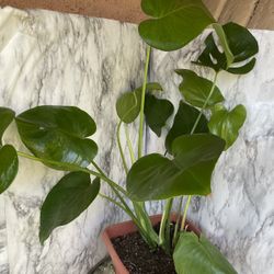 HERMOSAS PLANTAS NATURALES “MONSTERA DELICIOSA PLANT 