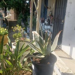 💠 MASSIVE 5-GAL GHOST ALOE – RARE, GLOWING LANDSCAPE CENTERPIECE! 💠