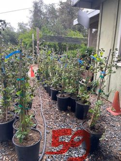 Blueberry Plants 
