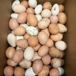 Farm Fresh Chicken And Duck Eggs 