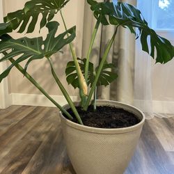 MONSTERA PLANT - 100$