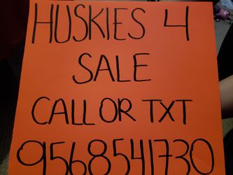 Huskys for sale