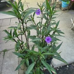 Mexican Petunia 