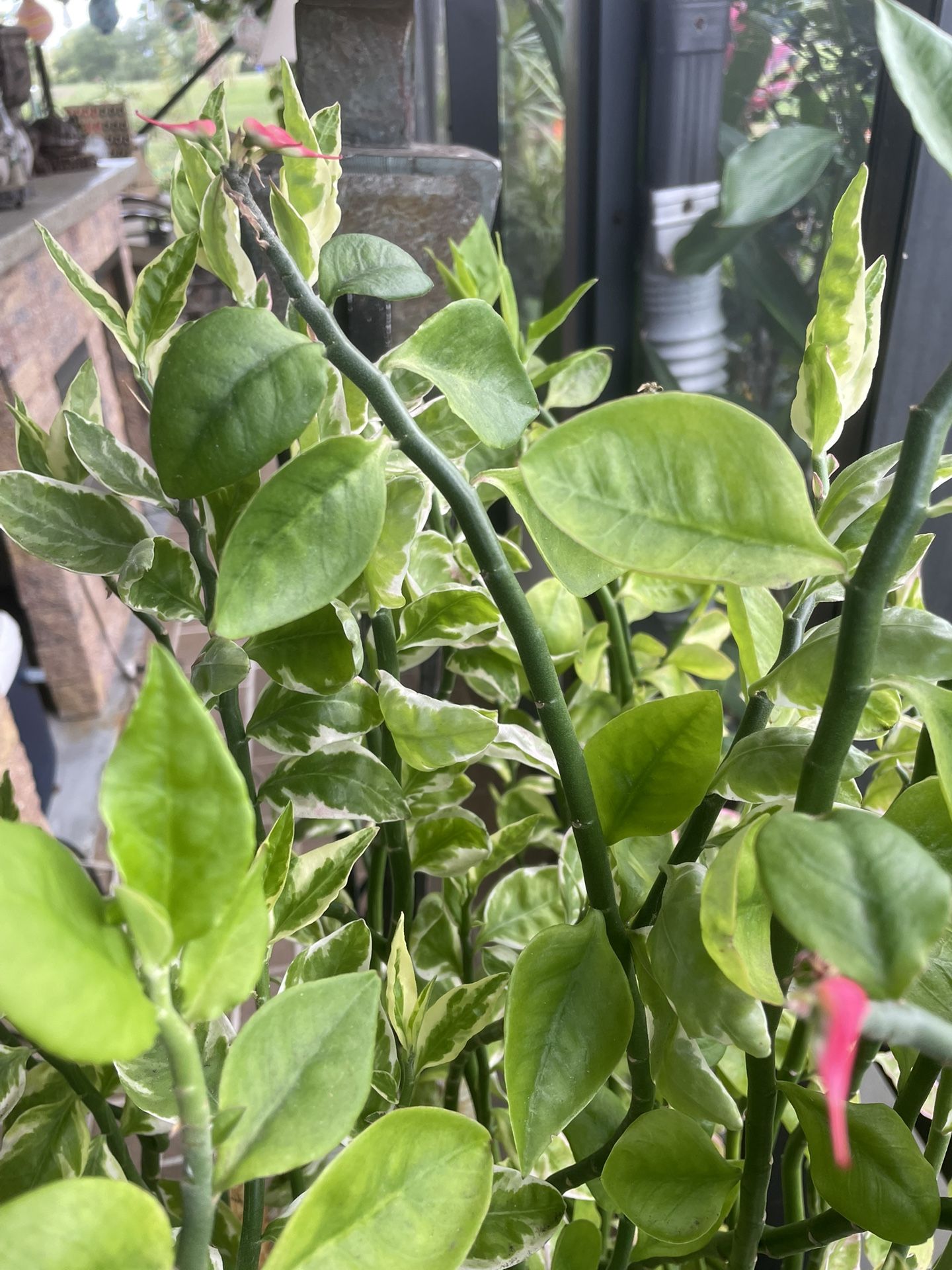Beautiful plant that grows in water or dirt