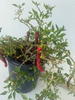 Large Guajillo Pepper Bush