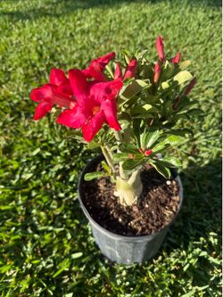 DESERT ROSE (10” Pot) Landscape hardy