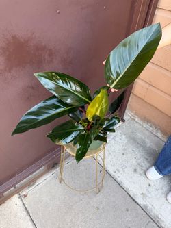 6” Philodendron red Congo