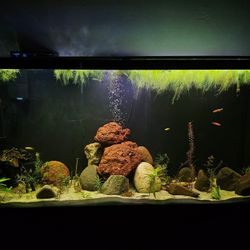 Cycled Fish Tank And Supplies 