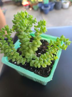 Tom Thumb Crassula