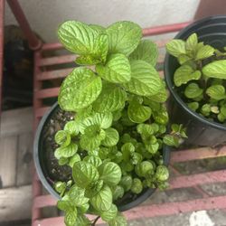 Citrus Mint Plant 🪴 