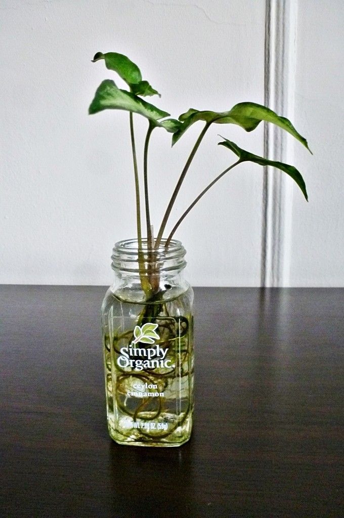 Healthy and Thriving Syngonium Arrowhead Plant Rooted Cutting