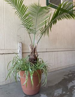 Palma natural $$45