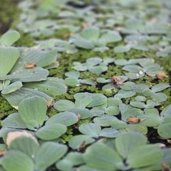 Dwarf Water Lettuce