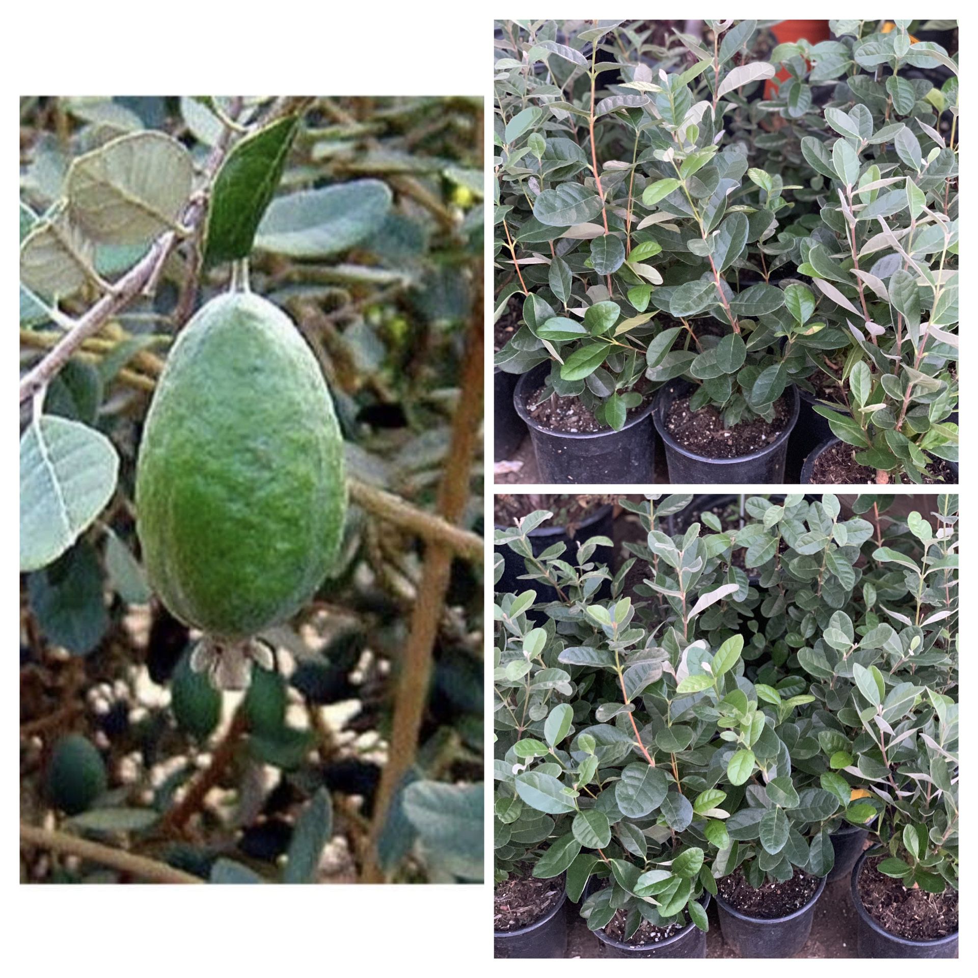 $25 Feijoa Sellowiana Pineapple Guava Live Fruit Tree Plant Bush Shrub One Gallon Pot approximately 1 to 2 ft tall  CASH ONLY  $25 Each