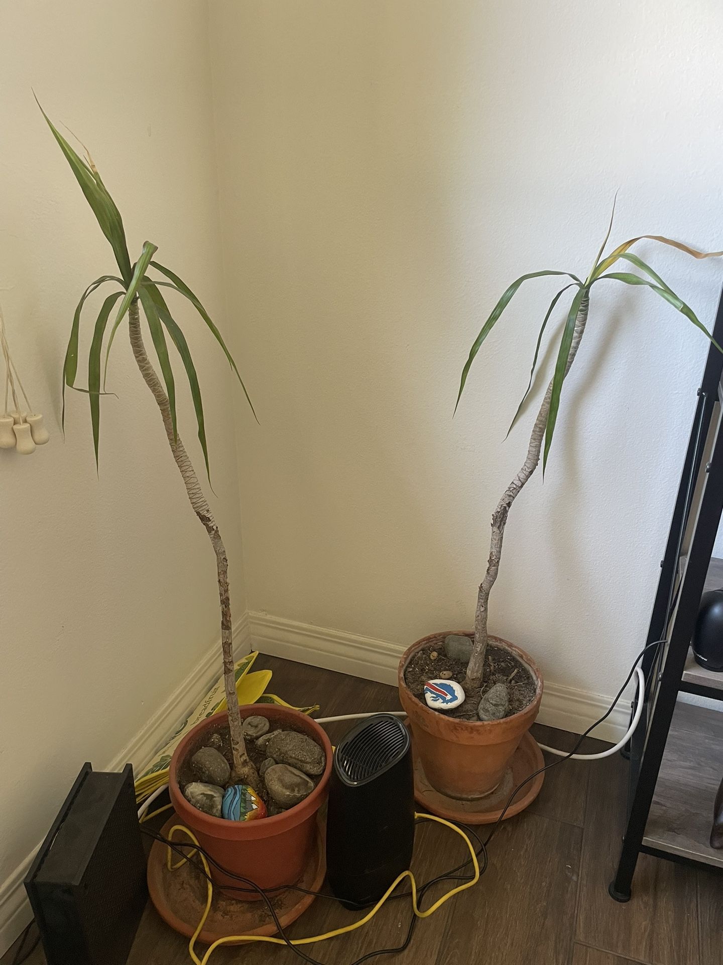 Plants