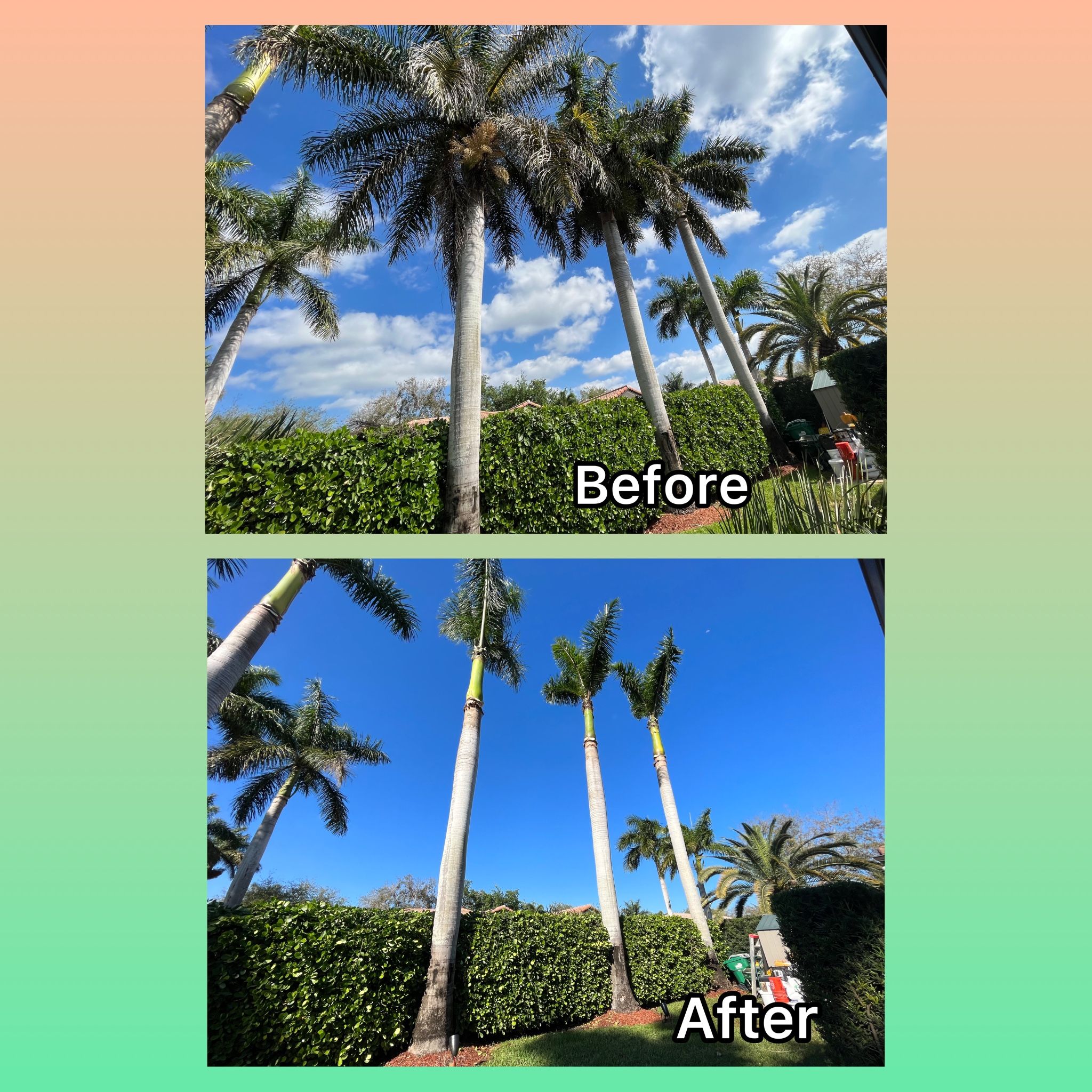 Royal Palm Tree Trimmed