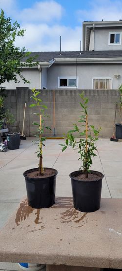 Sweet Pomegranate tree rooted