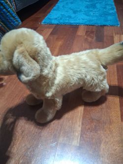 Douglas golden retriever