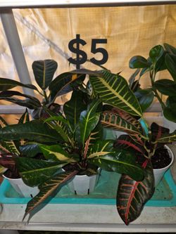 Croton plants