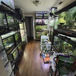 Reptiles And Reptile Supplies 