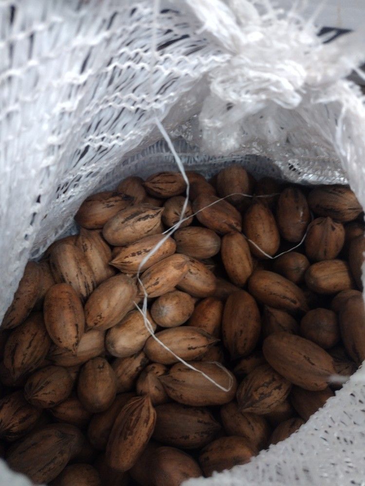 Pecans For Sale