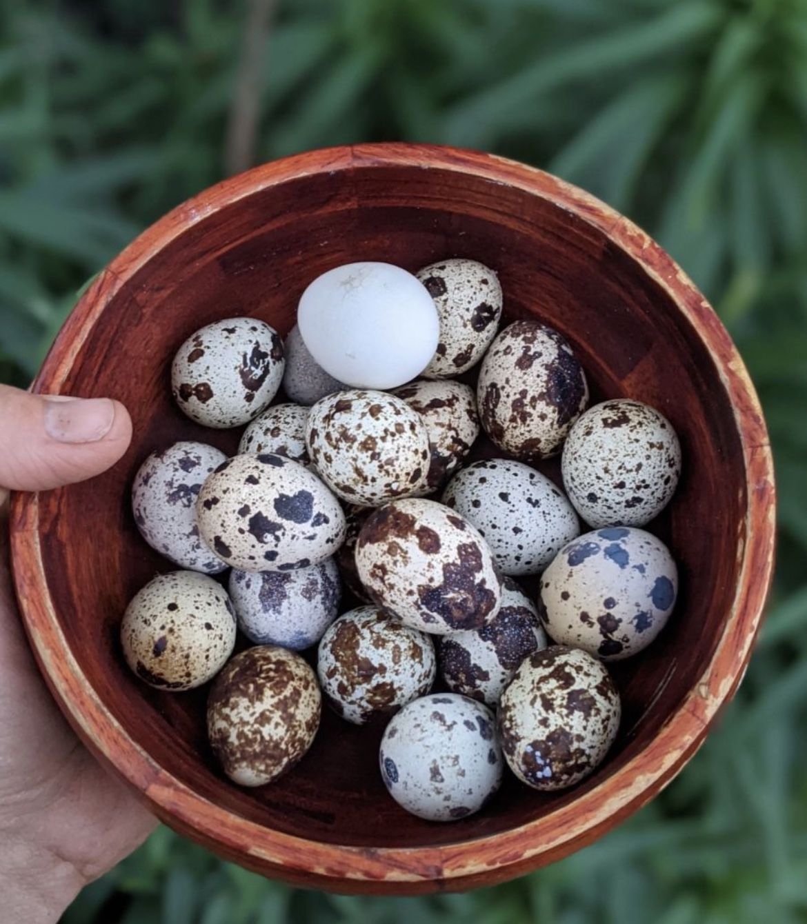 Eggs
