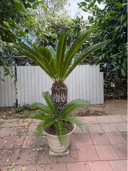 Sago palm tree