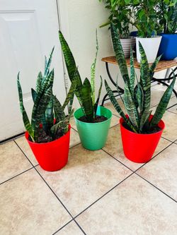 Snake plants 15 each