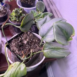 Moon Light Pothos Indoor Plant Young Growing 