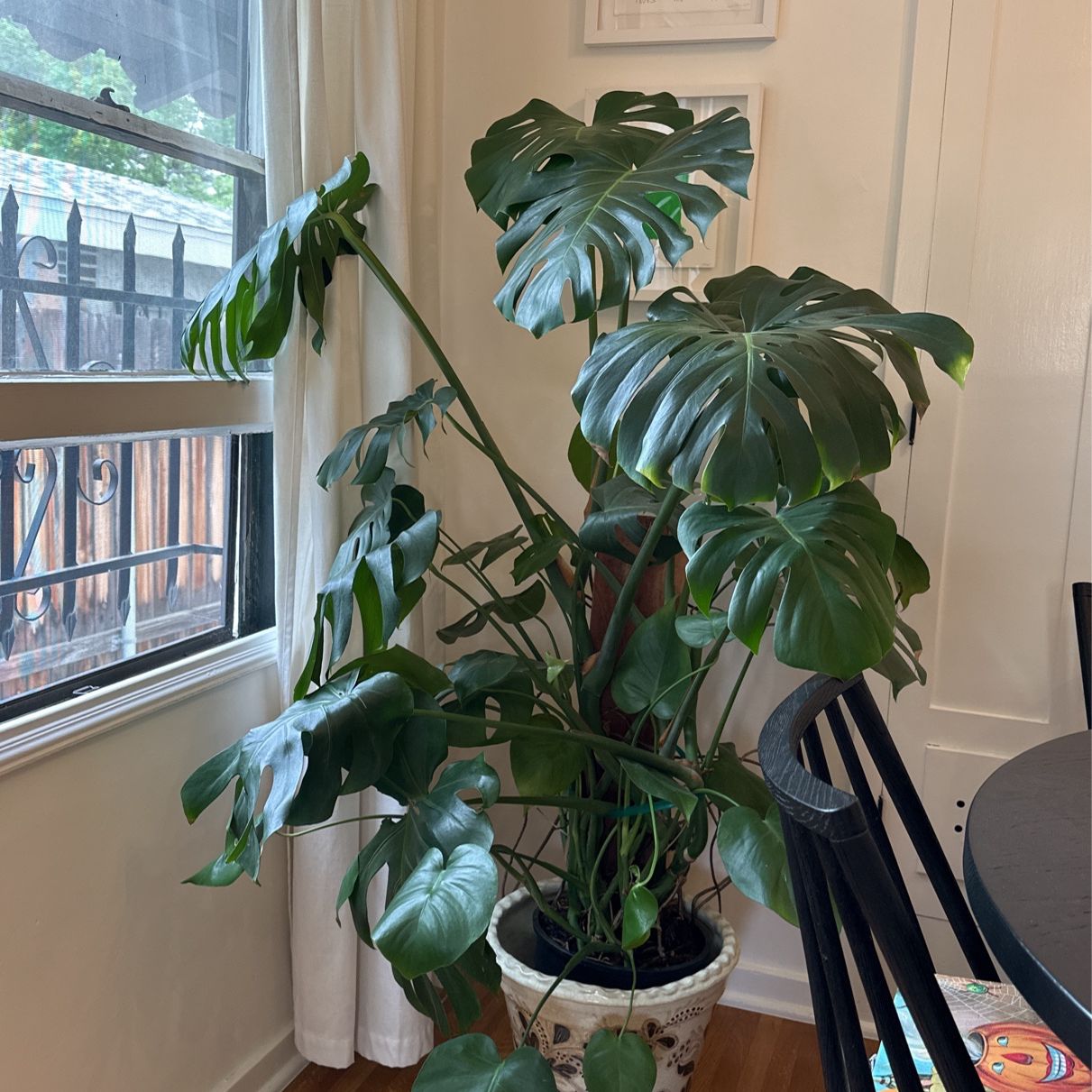 Monstera for Sale 