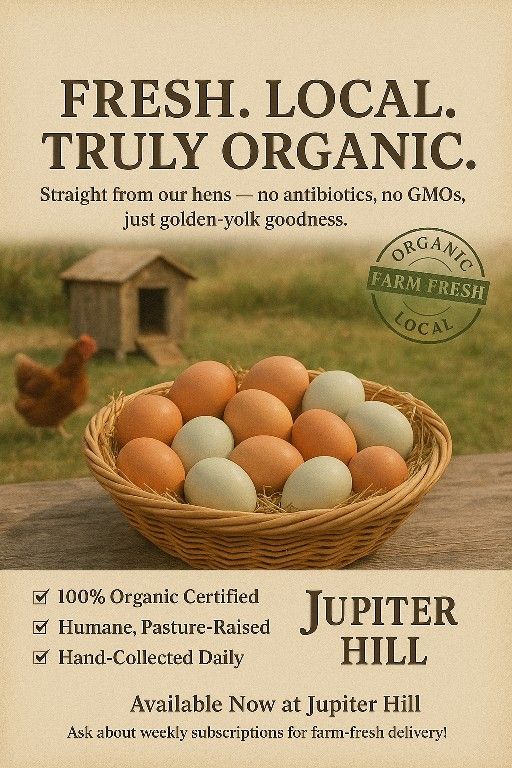 One Dozen Eggs