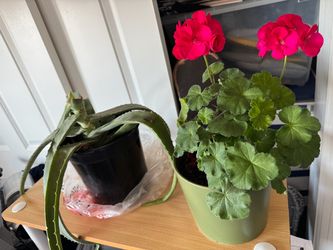 Aloe vera and pelargonium plants, all for $10