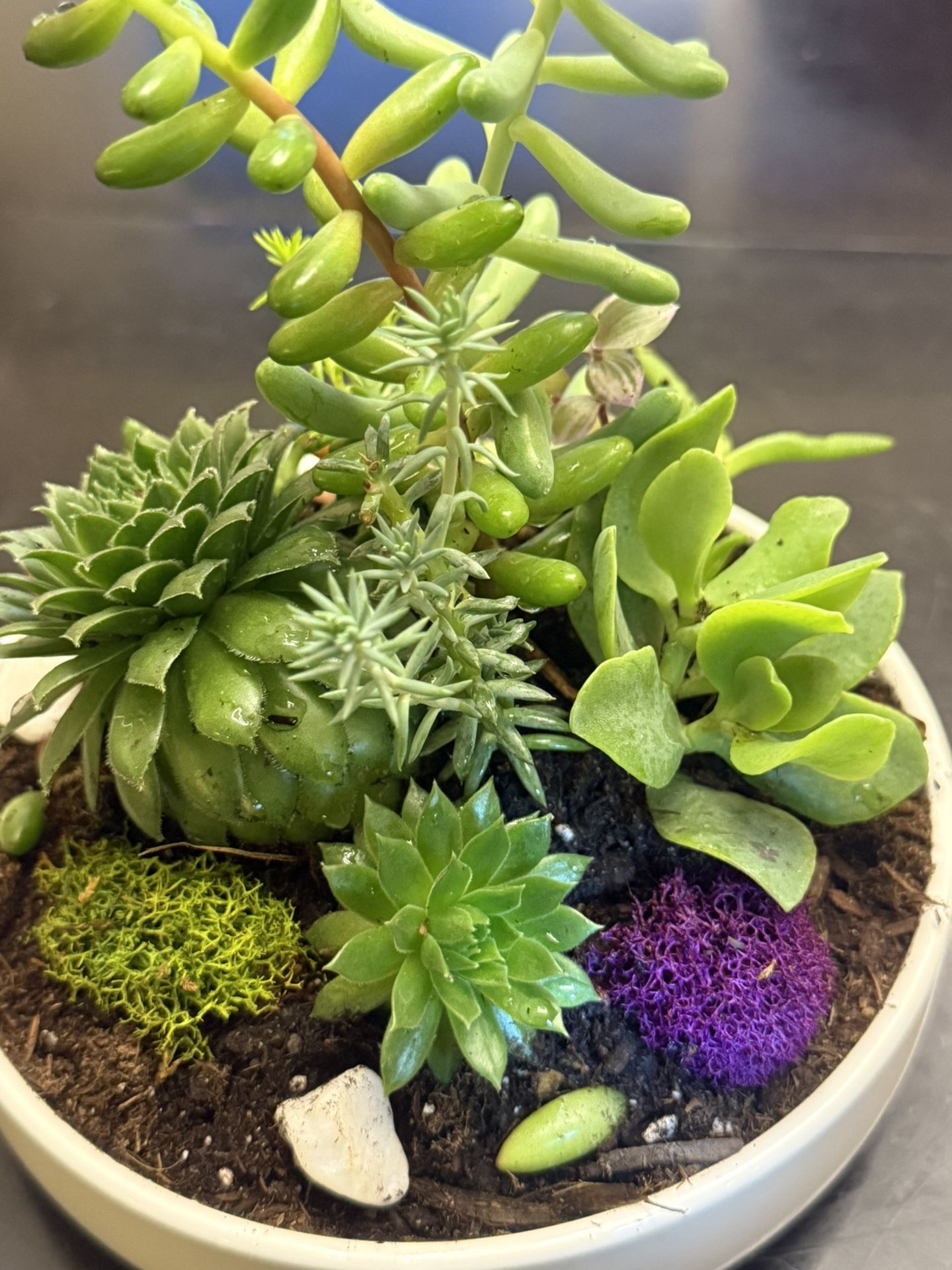 Gorgeous Potted Succulent Garden