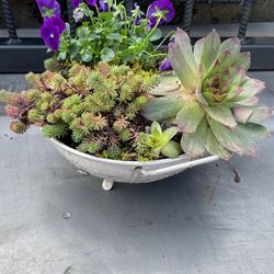 Succulents To Enjoy Year Around