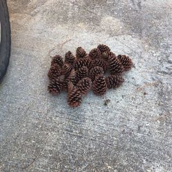 Pine Cones