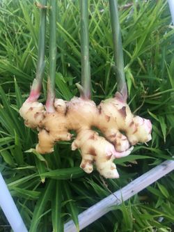 Organic Ginger