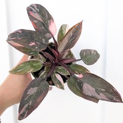Philodendron Pink Princess Plant 4" Pot - Indoor House Plants