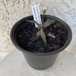 6 Inch Pot Outdoor or Indoor Plant - Rare Leopard  Plant Lily- Ledebouria Socialis - Silver Squill - Rooted & Established - Drought Resistant 🪴 