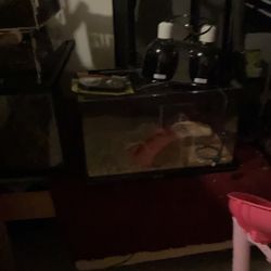 To Put Fish Snake Etc…