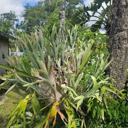 Staghorn Fern – Large, Healthy, Mounted & Thriving