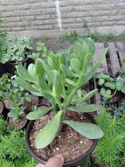 Plantas siempre viva