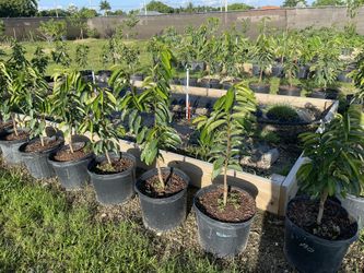 Guanabana Trees, Grafted / Injertos 