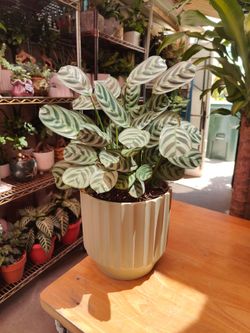 Calathea Fishbone Prayer Plant